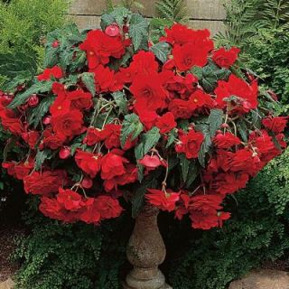 Begonia Hanging Basket Red Dormant Bulbs (4 Pack) 70251