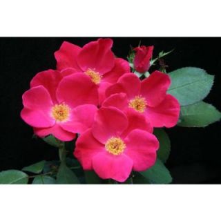Proven Winners Pink Homerun ColorChoice Rosa 4.5 in. Quart ROSPRC2037800