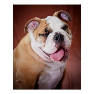 English Bulldog Puppy Print