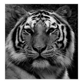 Tiger in Black & White Posters