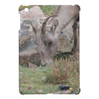 Rocky Mountain Big Horn Sheep Ewe Cover For The iPad Mini