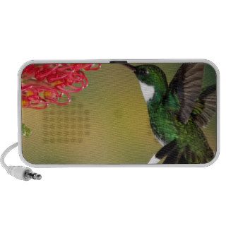 hummingbird 1 notebook speaker