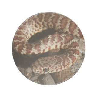 Angry Looking Snake Drink Coaster