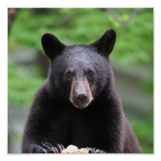 black bear print