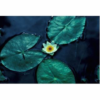 Water Lily Photo Sculpture