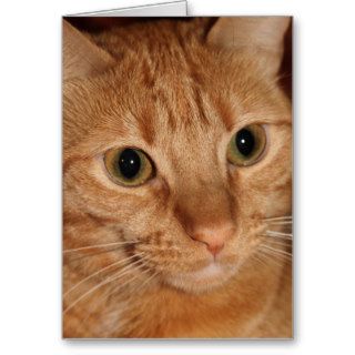Orange Tabby Cat Face Card