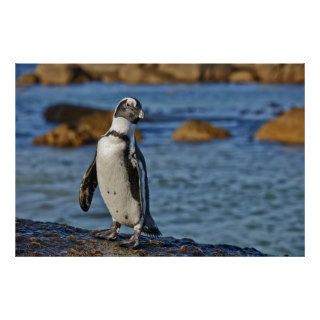 African Penguin, Boulders Beach Print