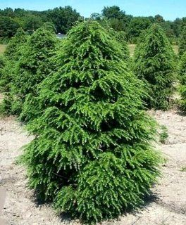 Canadian Hemlock 50 Seeds   Tsuga   Shrub/Tree/Bonsai : Tree Plants : Patio, Lawn & Garden