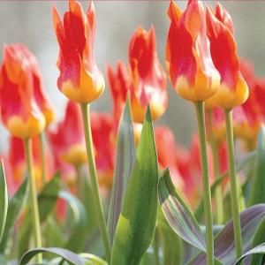 Martha Stewart Living Tulip Juan Dormant Bulbs (50 Pack) 70166