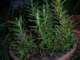 Rosemary Plants with Roots, No Pot or Soil, 4ct PLUS 2 BONUS PLANTS FREE (LIMITED TIME IN PRICE AND FREE PLANTS) : Patio, Lawn & Garden