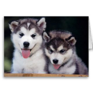 Cute Husky Puppies Card