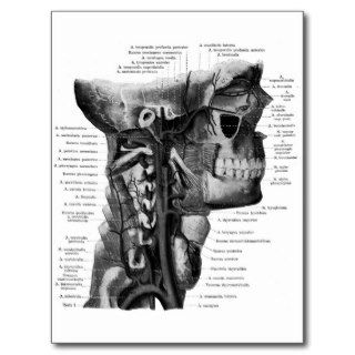 Human head and neck diagram post card