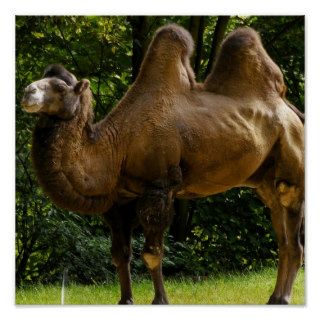 Two Humped Camel Poster