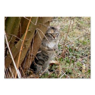 Tabby Cat Hiding Behind Tree Poster