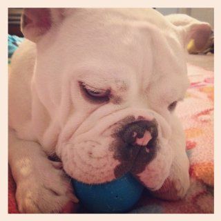 PetQwerks Talking Babble Ball Dog Toy, Large, Blue : Pet Toy Balls : Pet Supplies