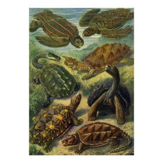Vintage Marine Reptiles, Sea Turtles Land Tortoise Print