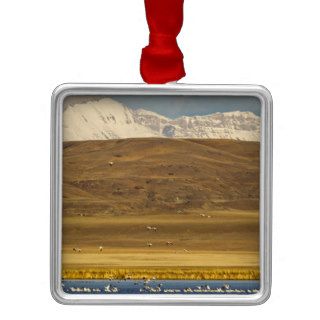 Snow geese during spring migration christmas tree ornament