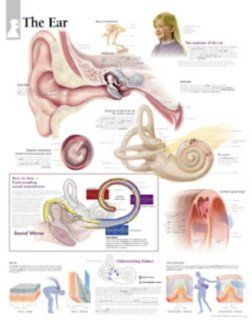 The Ear chart: Laminated Wall Chart (9781930633575): Scientific Publishing: Books