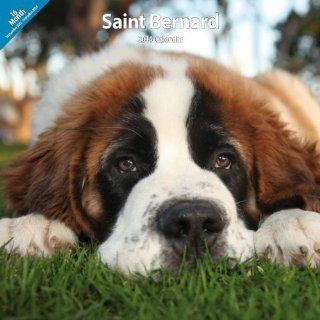 St. Bernard 2014 Wall Calendar : Pet Memorial Products : Pet Supplies