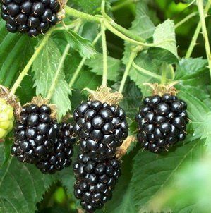 25 Pre Stratified Jumbo Thornless Blackberry Seeds Garden, Lawn, Supply, Maintenance : Lawn And Garden Spreaders : Patio, Lawn & Garden