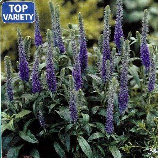 Royal Candles Veronica  Perennial   Speedwell   Dwarf   One Quart Pot  Flowering Plants  Patio, Lawn & Garden