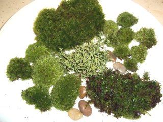 Live Moss Assortment for Terrariums   Frog, Haircap, Cushions, Rocks, Lichen : Herb Plants : Patio, Lawn & Garden