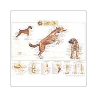 Canine Skeletal System Anatomical Chart 20" X 26": Health & Personal Care