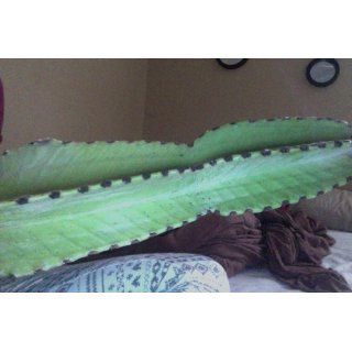 San Pedro Cactus (LARGE 12 inch cutting) : Succulent Plants : Patio, Lawn & Garden