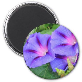 A Group of Beautiful Morning Glories Fridge Magnet