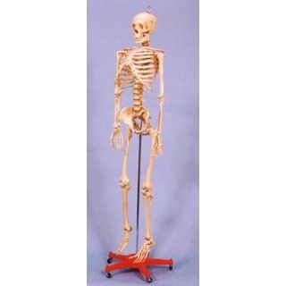 Articulated Human Skeleton Model: Industrial & Scientific