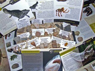 IMPROVED CONTENTS LOWEST EVER PRICE *FREE SHIPPING DIRECT FROM  US*   Genuine Dinosaur and Fossil Collection   NEW 25 Piece Collectors Gift Set of Fossils   Dinosaur Bone + Shark Teeth and More   Labels, Certificates of Authenticity and Information Sheet  