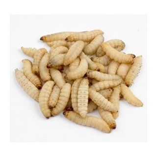 Live Waxworms for Feeding Reptiles, Fishing, Birds, and Chickens (250): Pet Supplies
