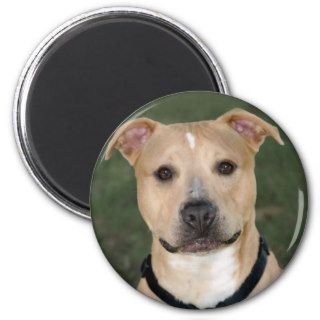 Shelter Dog   Tan Pitbull Magnets