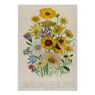 Daisies, plate 31 'The Ladies' Poster