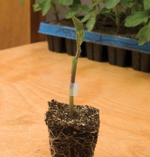 Tomato Root Stock Estamino D388 (Green) 10 Organic Seeds by David's Garden Seeds : Tomato Plants : Patio, Lawn & Garden