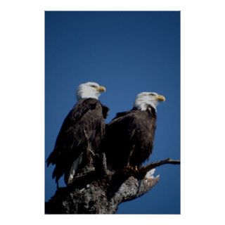 two eagles poster