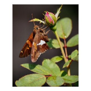 'Silver Spotted Skipper and Rosebud' Print