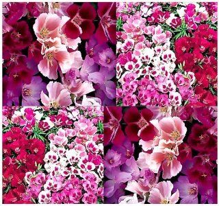 4, 000 CLARKIA GODETIA AZALEA DOUBLE MIX Flower Seeds Clarkia amoena 12 24"  Flowering Plants  Patio, Lawn & Garden