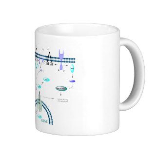 GPCR pathway Mug
