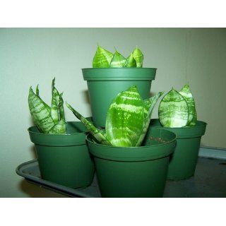 Plastic Pots for Plants, Cuttings & Seedlings, 4 Inch, 30 Pack : Small Pots : Patio, Lawn & Garden