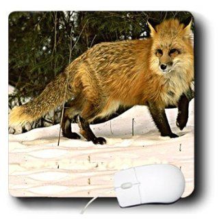 mp_771_1 Wild animals   Red Fox   Mouse Pads: Computers & Accessories