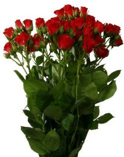 Fresh Flowers   Red Spray Roses   Bulk Mini Roses (Wholesale Pack of 10 Stems) : Flowering Plants : Patio, Lawn & Garden
