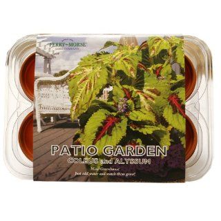 Ferry Morse 835 Patio Flower Mini Greenhouse & Seed Kit : Flowering Plants : Patio, Lawn & Garden