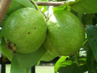 White Guava Tree Seedling (Oi Xa Li) By Nga's Garden : Fruit Plants : Patio, Lawn & Garden