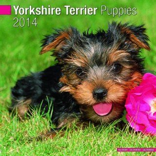 Yorkshire Terrier Puppies 2014 Wall Calendar : Office Products