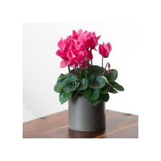 Potted Cyclamen, Cut Flower Alternative  Green Gift that Ships Via 2 Day Air!: Grocery & Gourmet Food