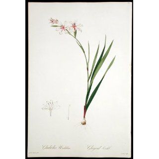 Art: Profusely flowering Gladiolus : Engraving : Pierre Joseph Redoute