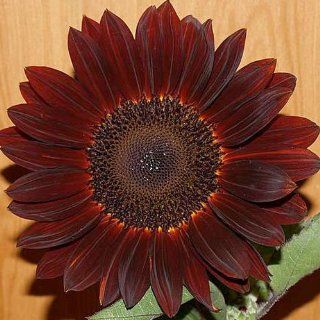 15 Seeds, Sunflower "Chocolate" (Helianthus annuus) Seeds By Seed Needs : Flowering Plants : Patio, Lawn & Garden