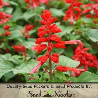 150 Flower Seeds, Sage "Scarlet Red" (Salvia coccinea) Seeds by Seed Needs : Flowering Plants : Patio, Lawn & Garden