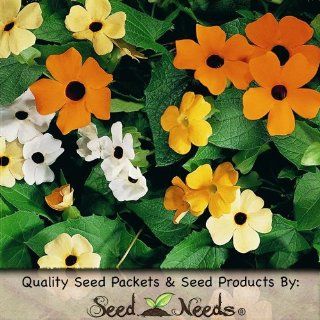 100 Seeds, Black Eyed Susan Vine "Mixed Colors" (Thunbergia alata) Seeds By Seed Needs : Patio, Lawn & Garden